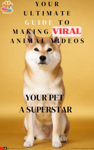 your ultimate guide to making viral animal videos